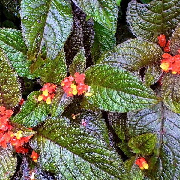 Chrysothemis pulchella Flor