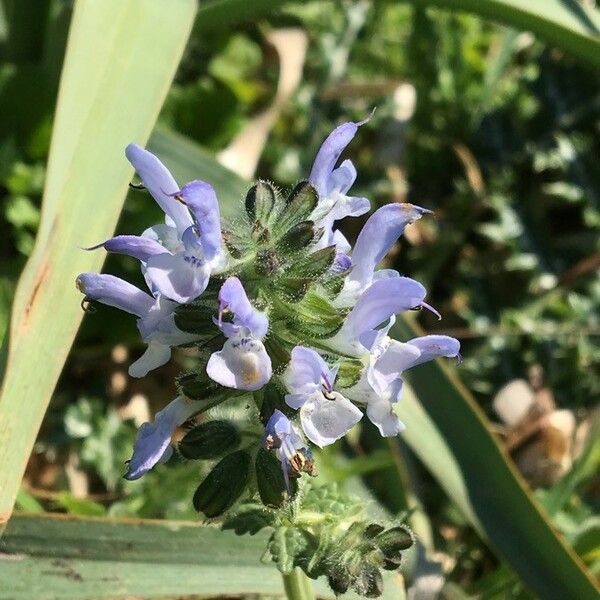 Salvia verbenaca Květ