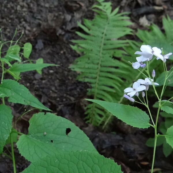 Lunaria rediviva Flor