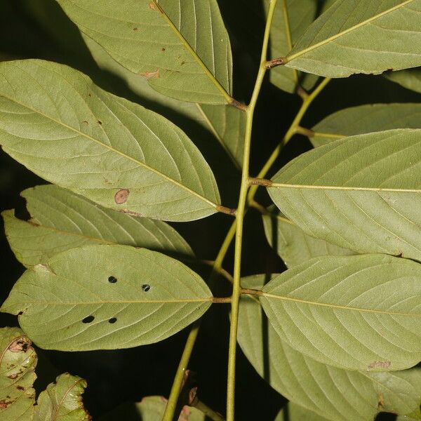 Machaerium floribundum Folla