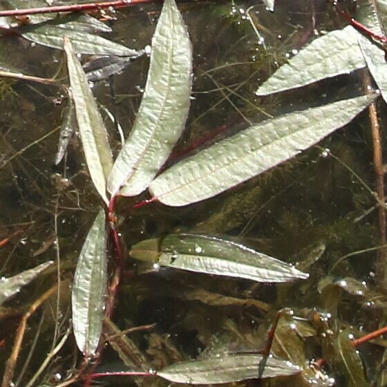 Persicaria amphibia Blad