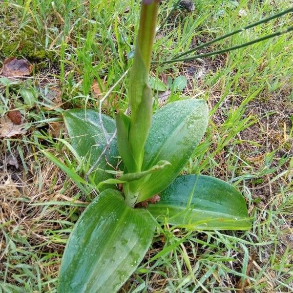Himantoglossum robertianum 葉