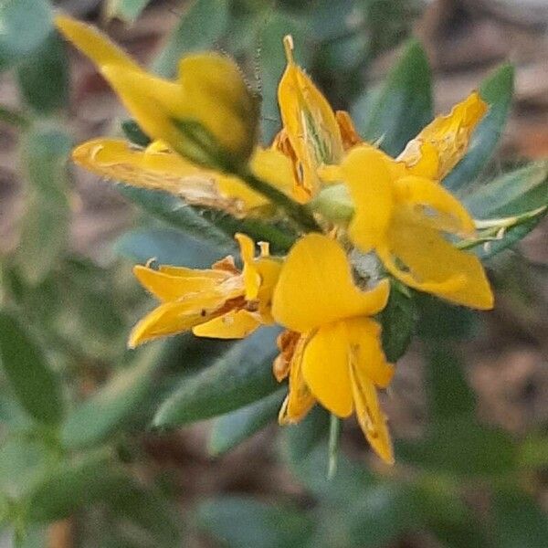 Genista germanica Flower