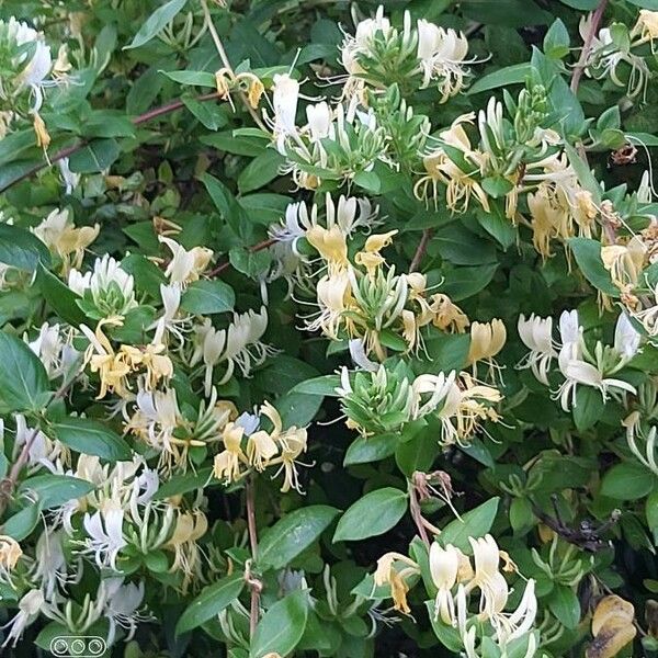 Lonicera caprifolium পাতা