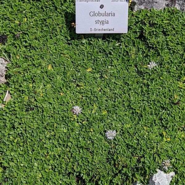Globularia stygia