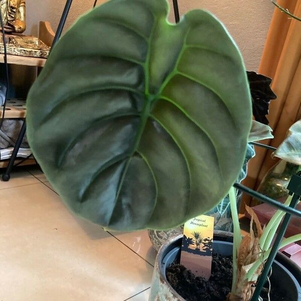 Alocasia cuprea ᱥᱟᱠᱟᱢ