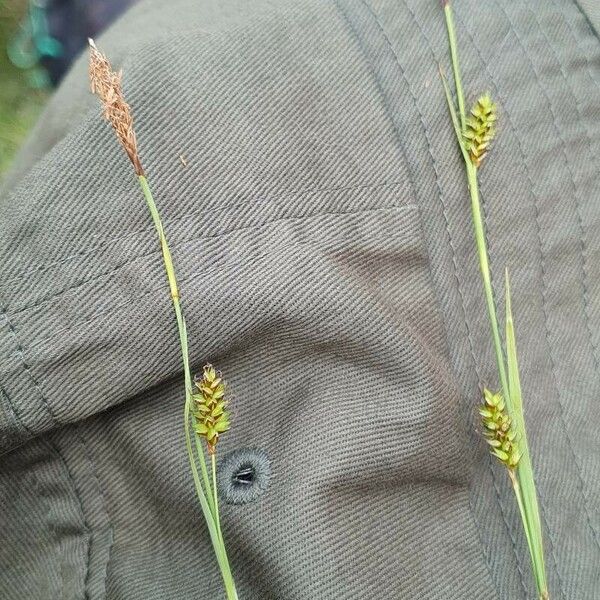 Carex hostiana Leaf