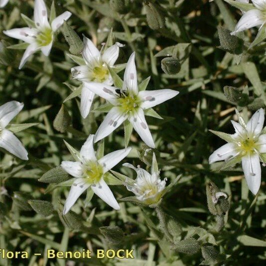 Arenaria pungens Other