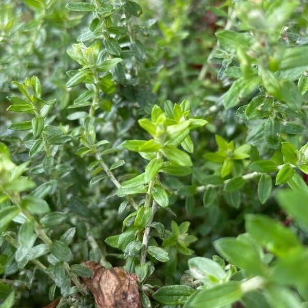 Thymus vulgaris 葉