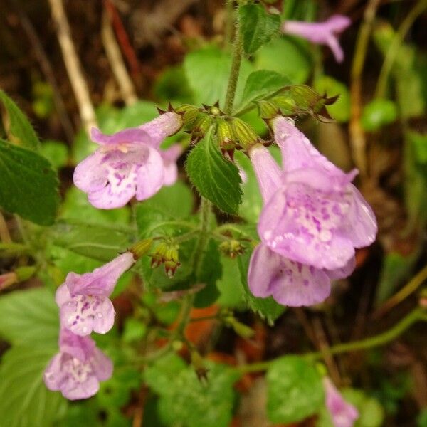 Clinopodium grandiflorum Flower