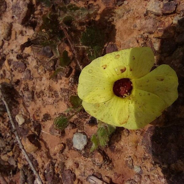 Pavonia cancellata Cvet