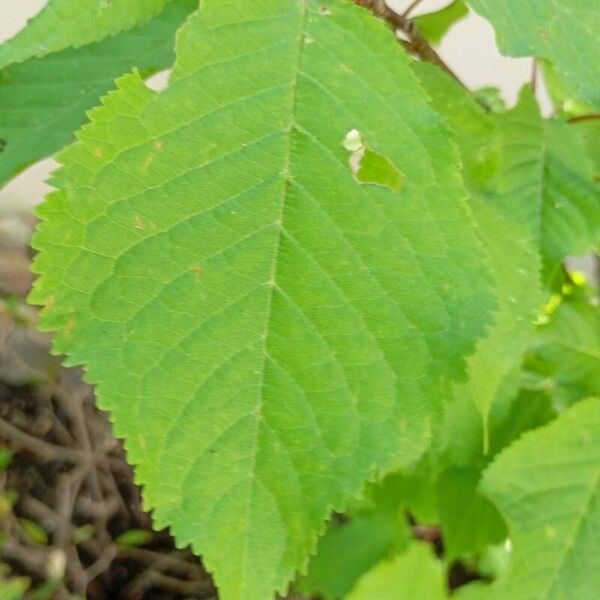 Prunus cerasus Leaf