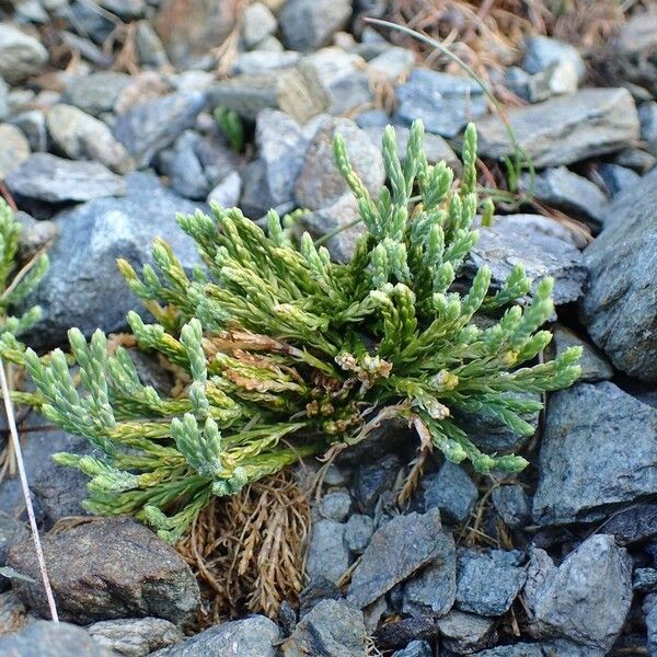 Lycopodium alpinum Natur