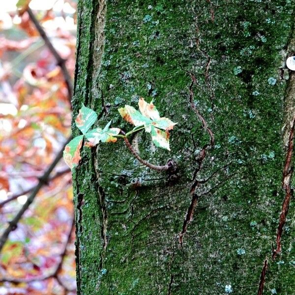 Aesculus hippocastanum Žievė