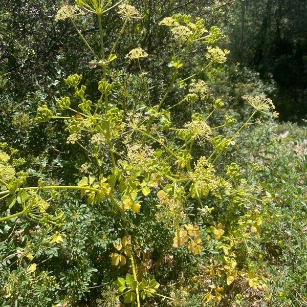 Opopanax chironium Žiedas