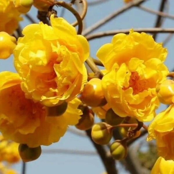 Cochlospermum vitifolium Květ