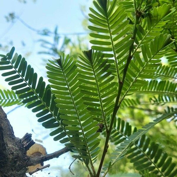 Phyllanthus emblica List