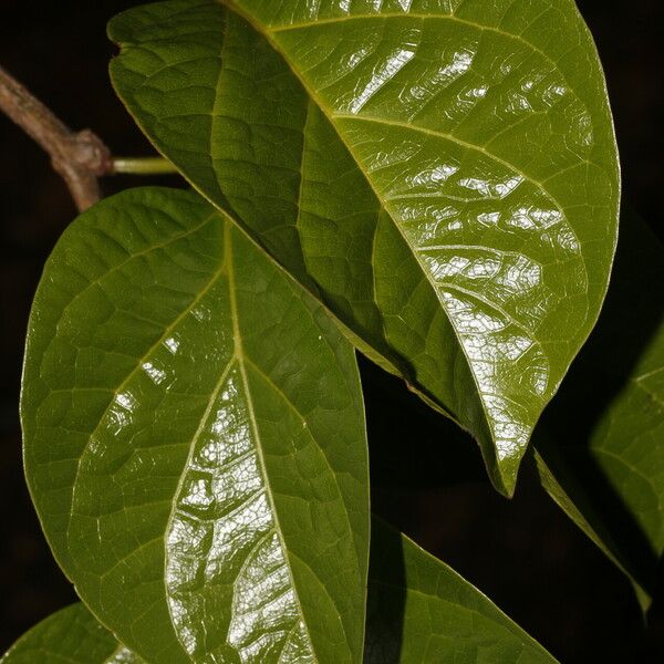 Bignonia aequinoctialis Fulla