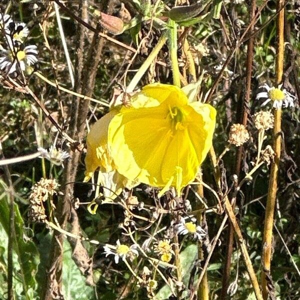 Oenothera glazioviana Kwiat