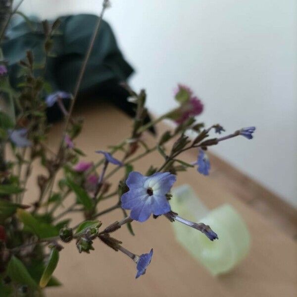 Browallia americana Flower