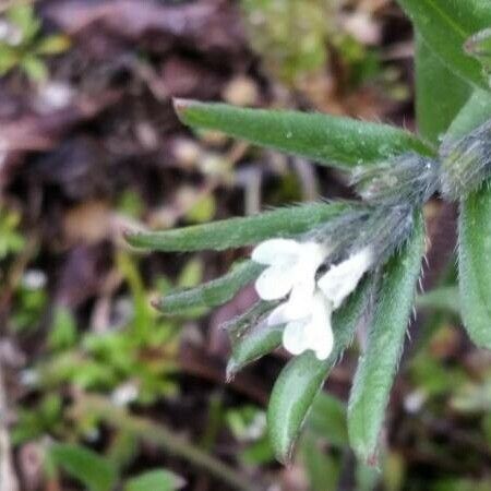 Buglossoides arvensis Blad