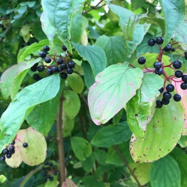 Cornus sanguinea Frukt