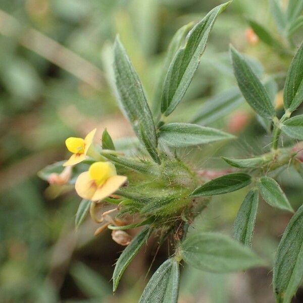 Stylosanthes fruticosa Flower