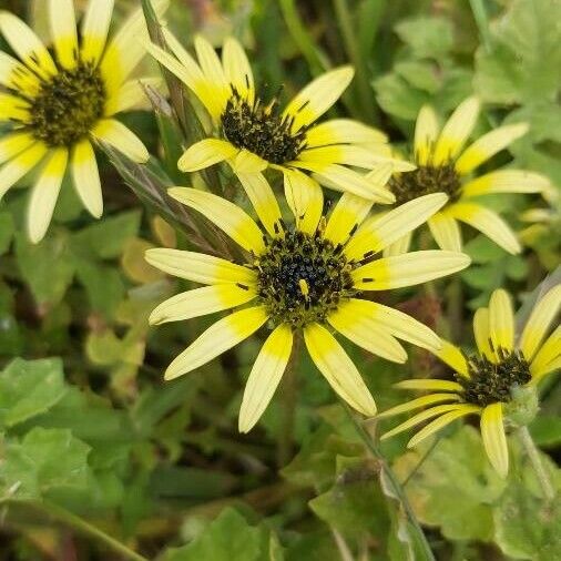 Arctotheca calendula Çiçek