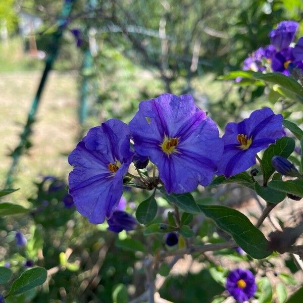 Lycianthes rantonnetii Fiore