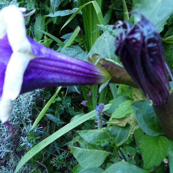 Datura metel Çiçek