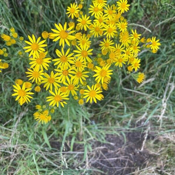 Senecio squalidus ফুল