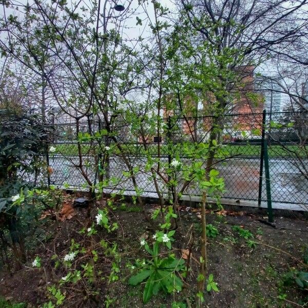 Exochorda racemosa Habit