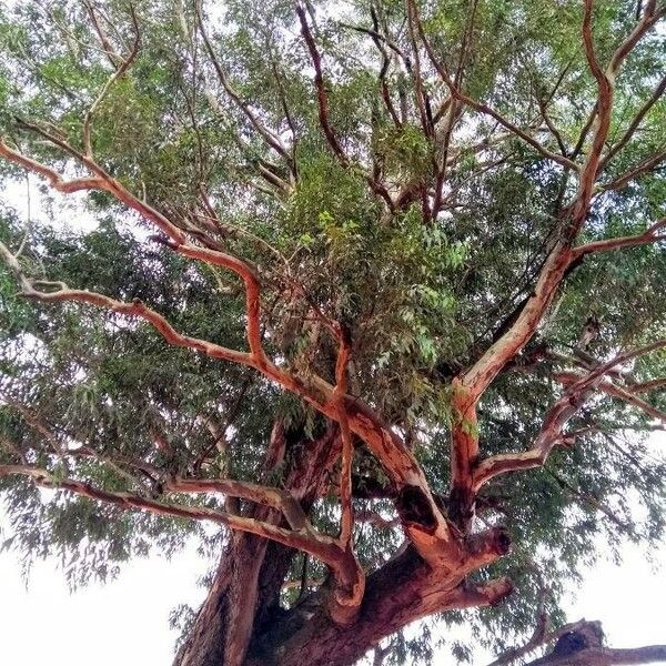 Eucalyptus microcorys Habit