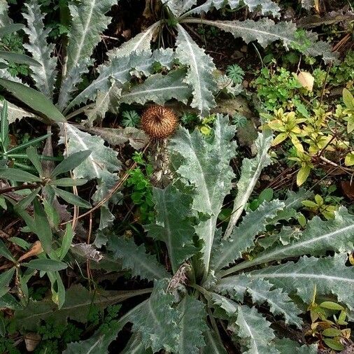 Onopordum acanthium Hábito