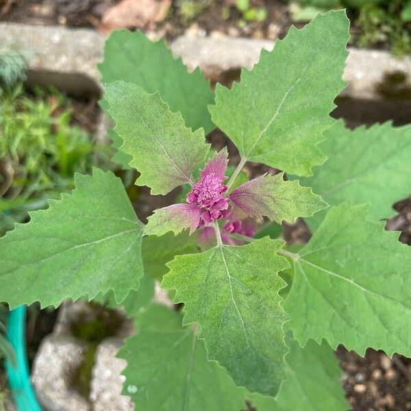 Chenopodium giganteum Blad