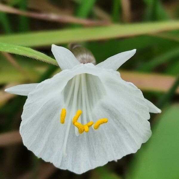 Narcissus cantabricus 花