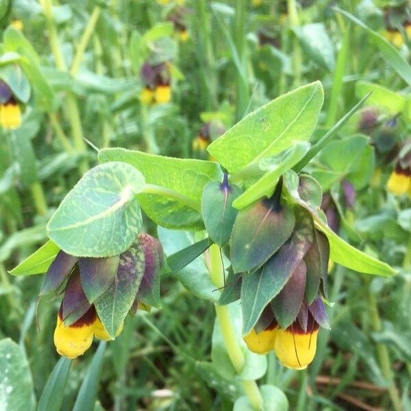 Cerinthe glabra Λουλούδι