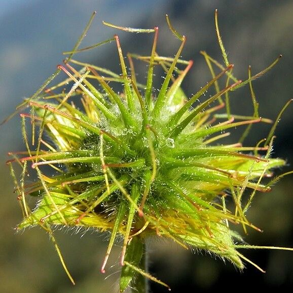 Geum pyrenaicum 果実