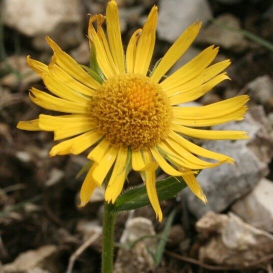 Doronicum glaciale Квітка