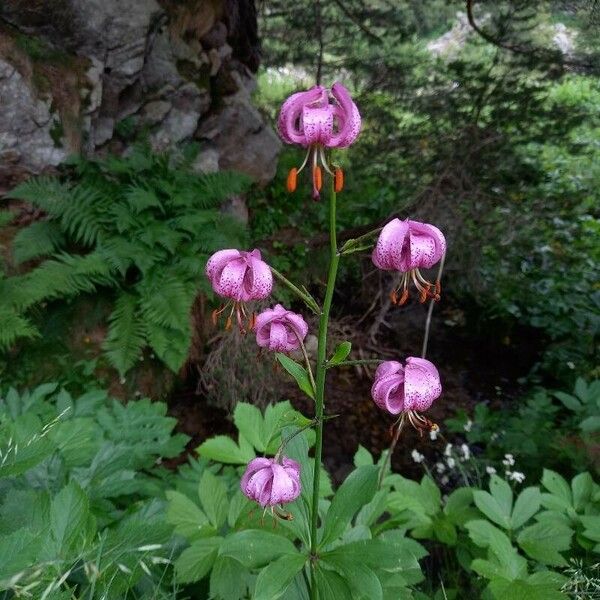 Lilium martagon Pokrój