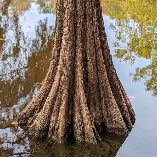 Taxodium distichum Rinde