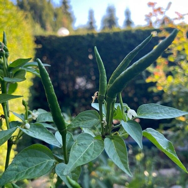 Capsicum frutescens Vrucht