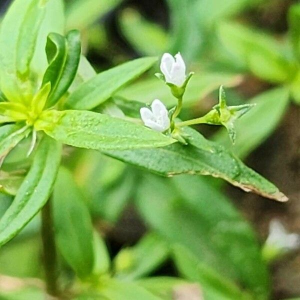 Oldenlandia corymbosa Blüte