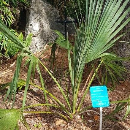 Sabal mexicana (Texas palmetto)