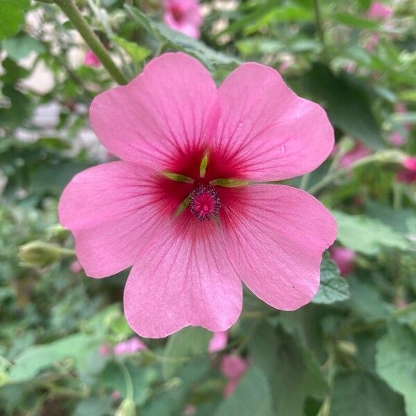 Anisodontea capensis Blomst