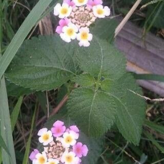 Lantana camara Квітка