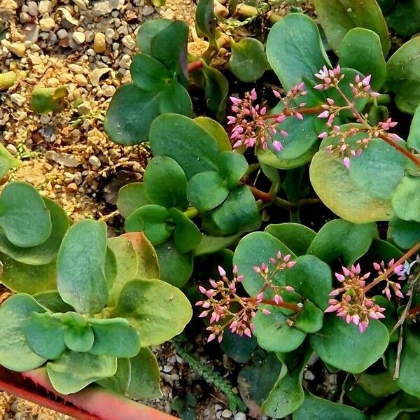 Crassula multicava Flower