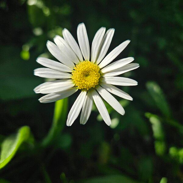 Leucanthemum vulgare ফুল