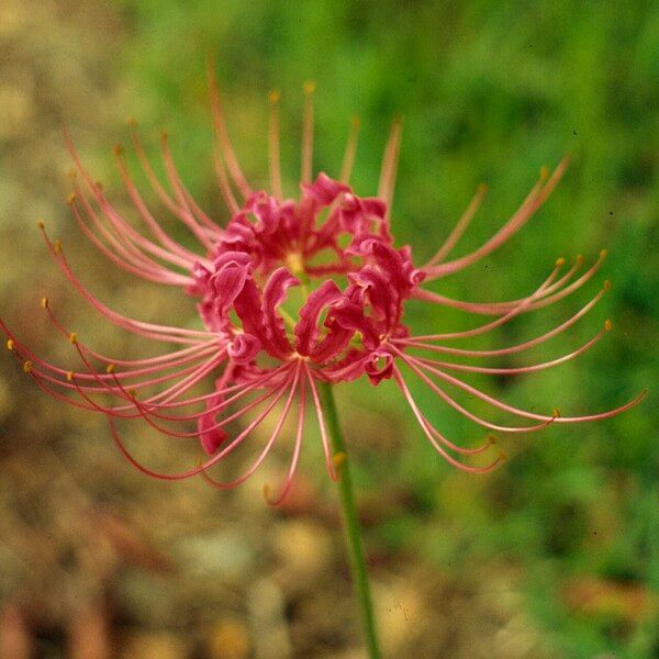 Lycoris radiata Květ