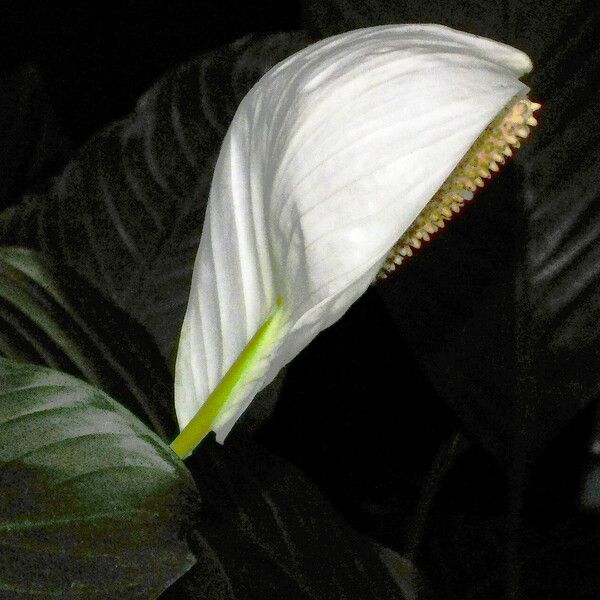 Spathiphyllum wallisii Blomma